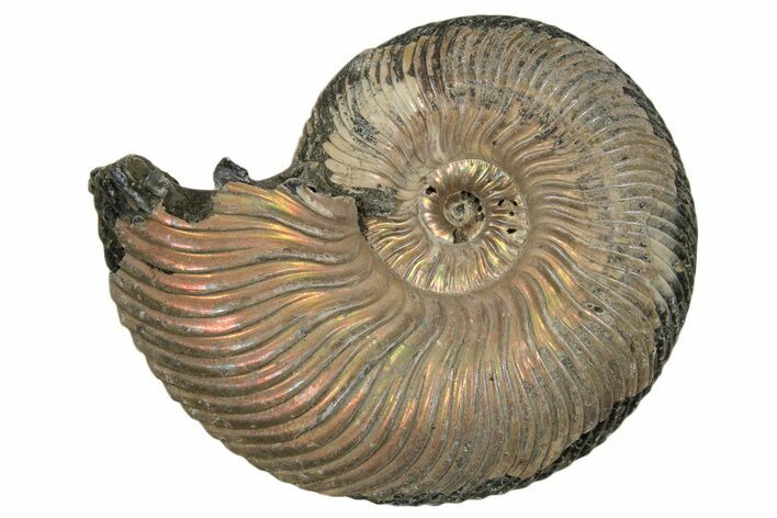 Iridescent, Pyritized Ammonite (Quenstedticeras) Fossil - Russia #337324